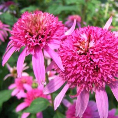 Pink Double Delight Coneflower