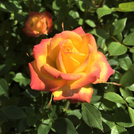 Rainbow Sunblaze&reg; Rose