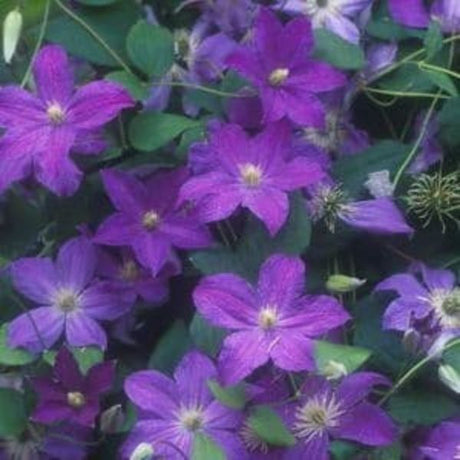 Bonanza Clematis