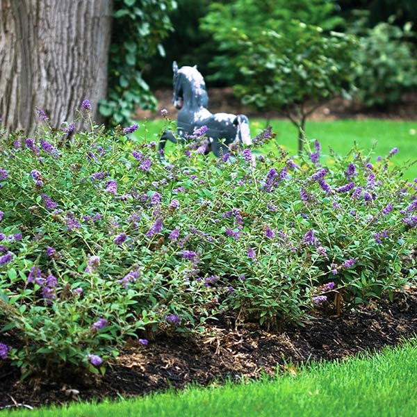 Lo & Behold&reg; Blue Chip Butterfly Bush