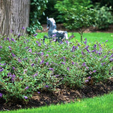 Lo & Behold&reg; Blue Chip Butterfly Bush