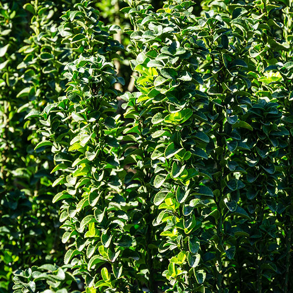 Green Spire Euonymus