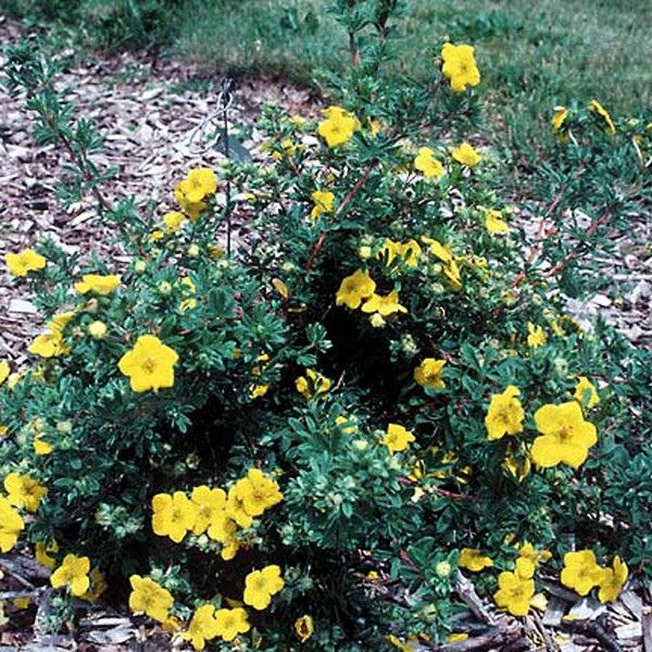 Goldstar Potentilla