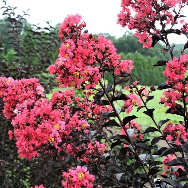 First Editions&reg; Midnight Magic&trade; Crape Myrtle Shrub