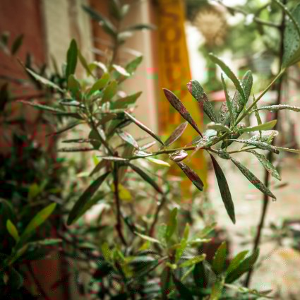 Leccino Olive Tree