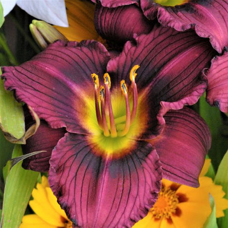 Little Grapette Daylily