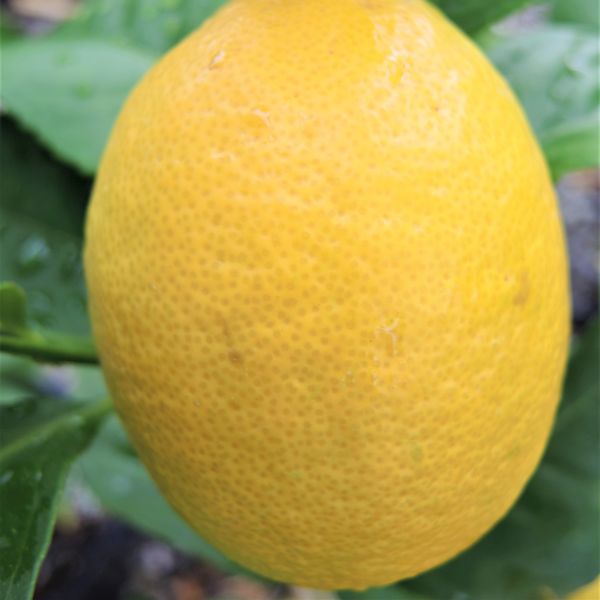 Genoa Lemon Tree