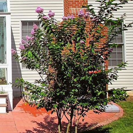 Muskogee Crape Myrtle Tree