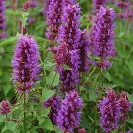 Blue Boa Anise Hyssop