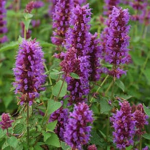 Blue Boa Anise Hyssop