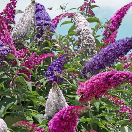 Perfecta Trifecta Butterfly Bush