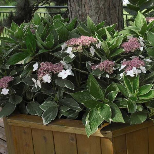 First Editions&reg; Light-O-Day&reg; Hydrangea