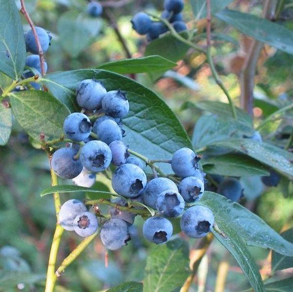 Earliblue Blueberry Bush