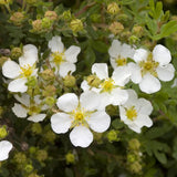 Abbotswood Potentilla