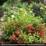 Sonic Bloom&reg; Red Reblooming Weigela