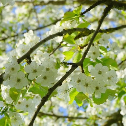 Bing Cherry Tree | Buy at NatureHills.com #5 Container | 5-6 ft