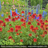 Hot Papaya Coneflower