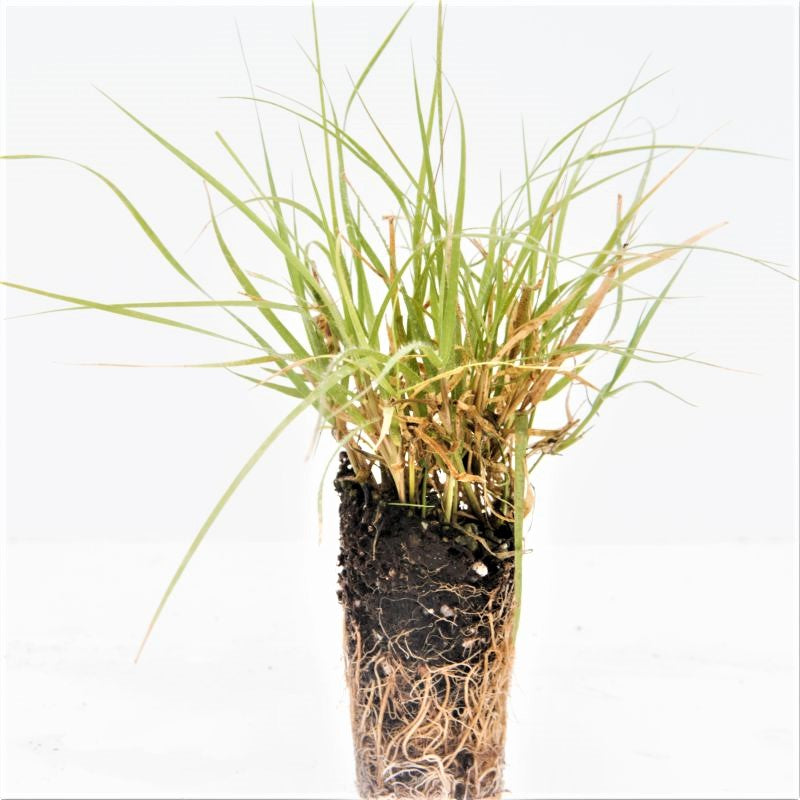 Prestige Buffalo Grass Plugs