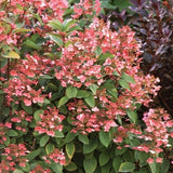 Quick Fire&reg; Panicle Hydrangea