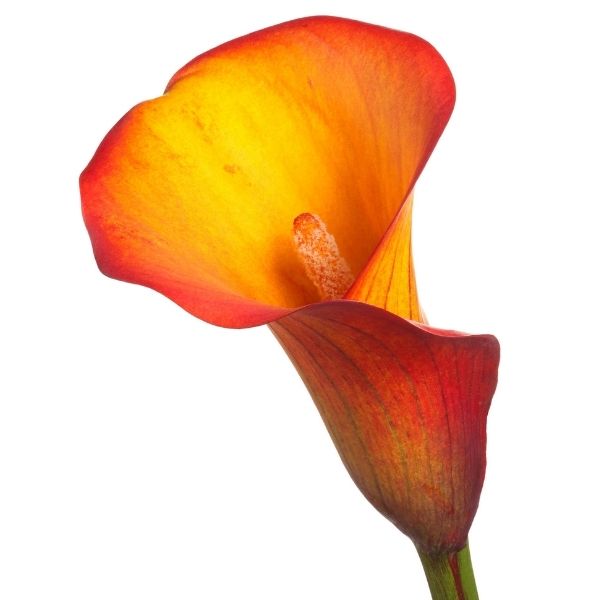 Orange Calla Lily