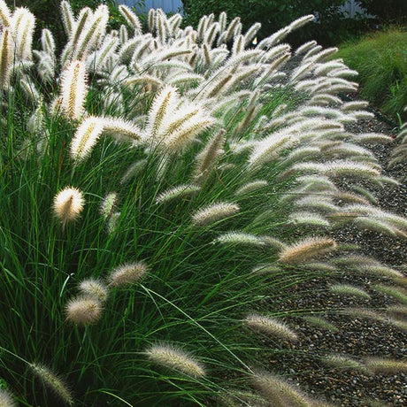 Cassian Dwarf Fountain Grass