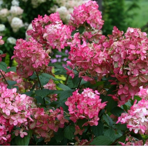 Fire Light&reg; Hydrangea Tree Form