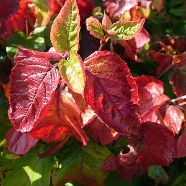 Raspberry Tart Viburnum