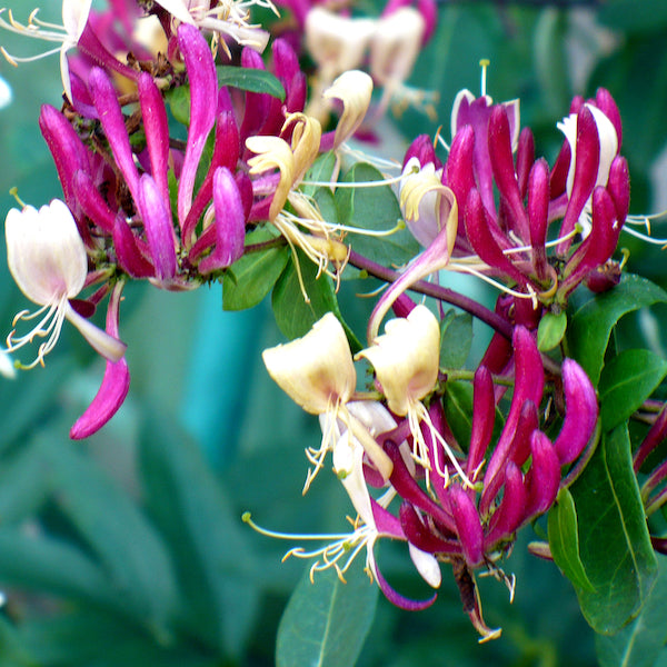 Peaches and Cream Honeysuckle Vine