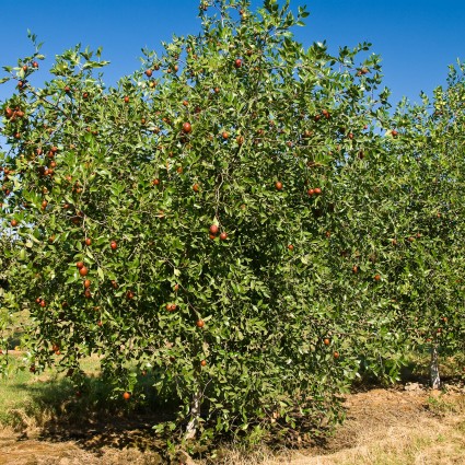 Sugar Cane Jujube Tree