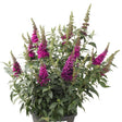 Buzz&trade; Hot Raspberry Butterfly Bush