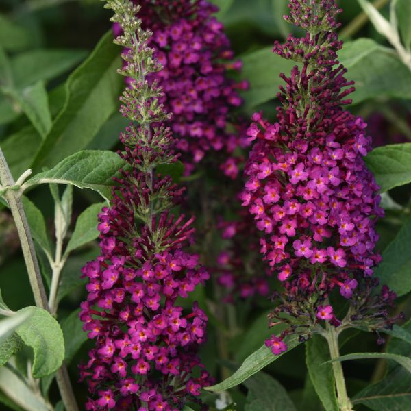 Chrysalis&trade; Cranberry Butterfly Bush