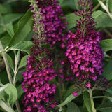 Chrysalis&trade; Cranberry Butterfly Bush