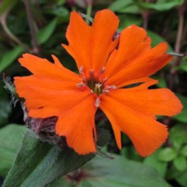 Rose Campion Orange Gnome