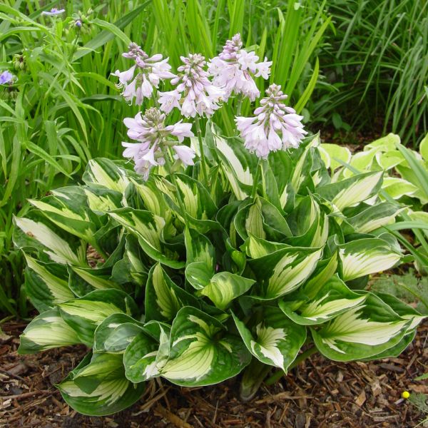 Whirlwind Hosta