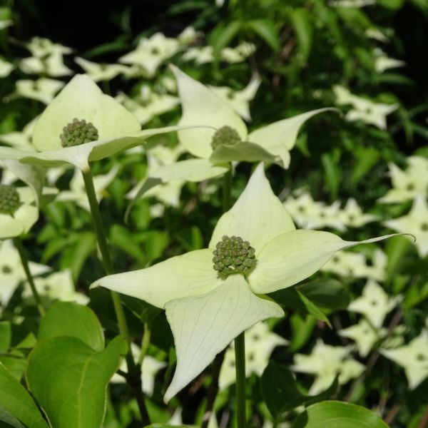 Milky Way Dogwood