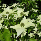 Milky Way Dogwood