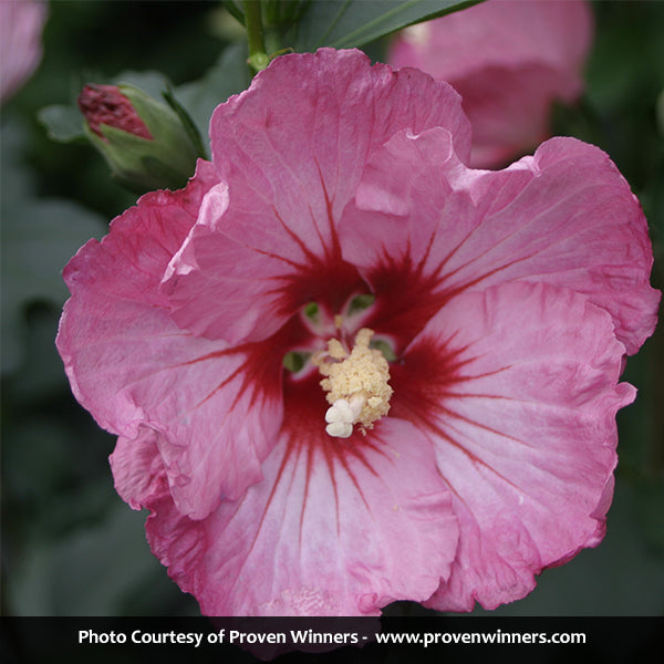 Ruffled Satin&reg; Rose of Sharon Tree Form