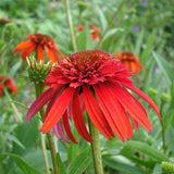 Hot Papaya Coneflower