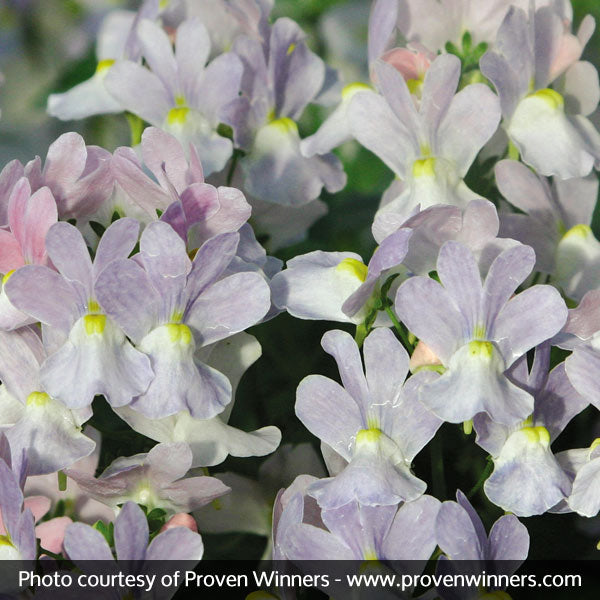 Opal Innocence&reg; Nemesia