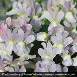 Opal Innocence&reg; Nemesia