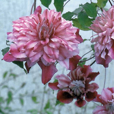 Patricia Ann Fretwell Clematis