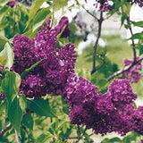 Agincourt Beauty Lilac