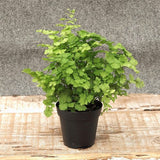 Maidenhair Fern