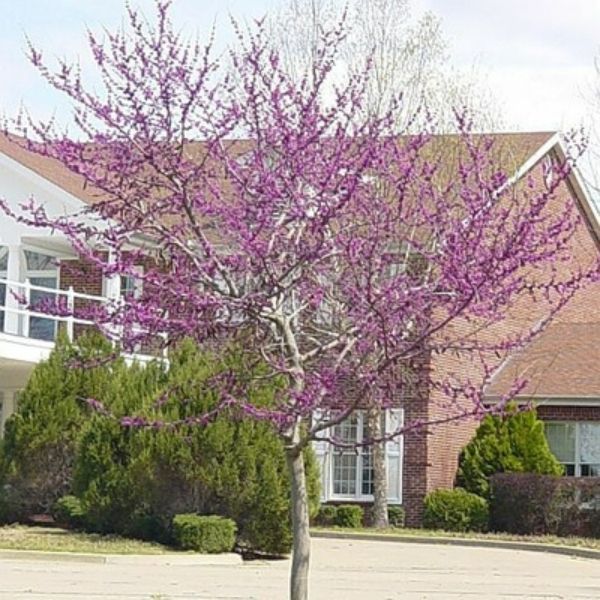 Oklahoma Redbud Tree