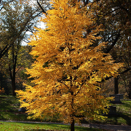 Katsura Tree