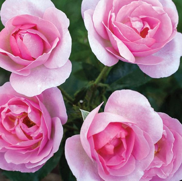 Peachy Knock Out&reg; Rose