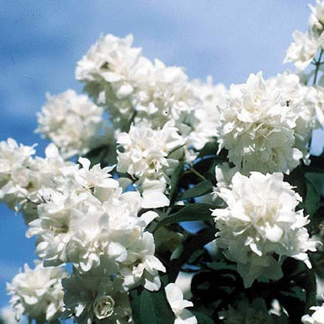 Bouquet Blanc Mock Orange