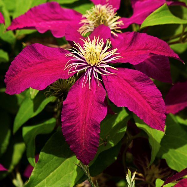 Rosemoor Clematis