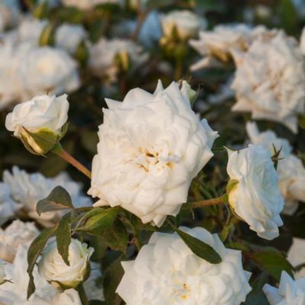 White Drift&reg; Rose