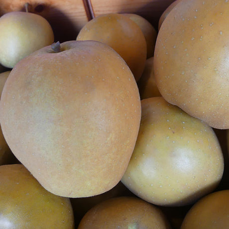 Hudson's Golden Gem Apple Tree